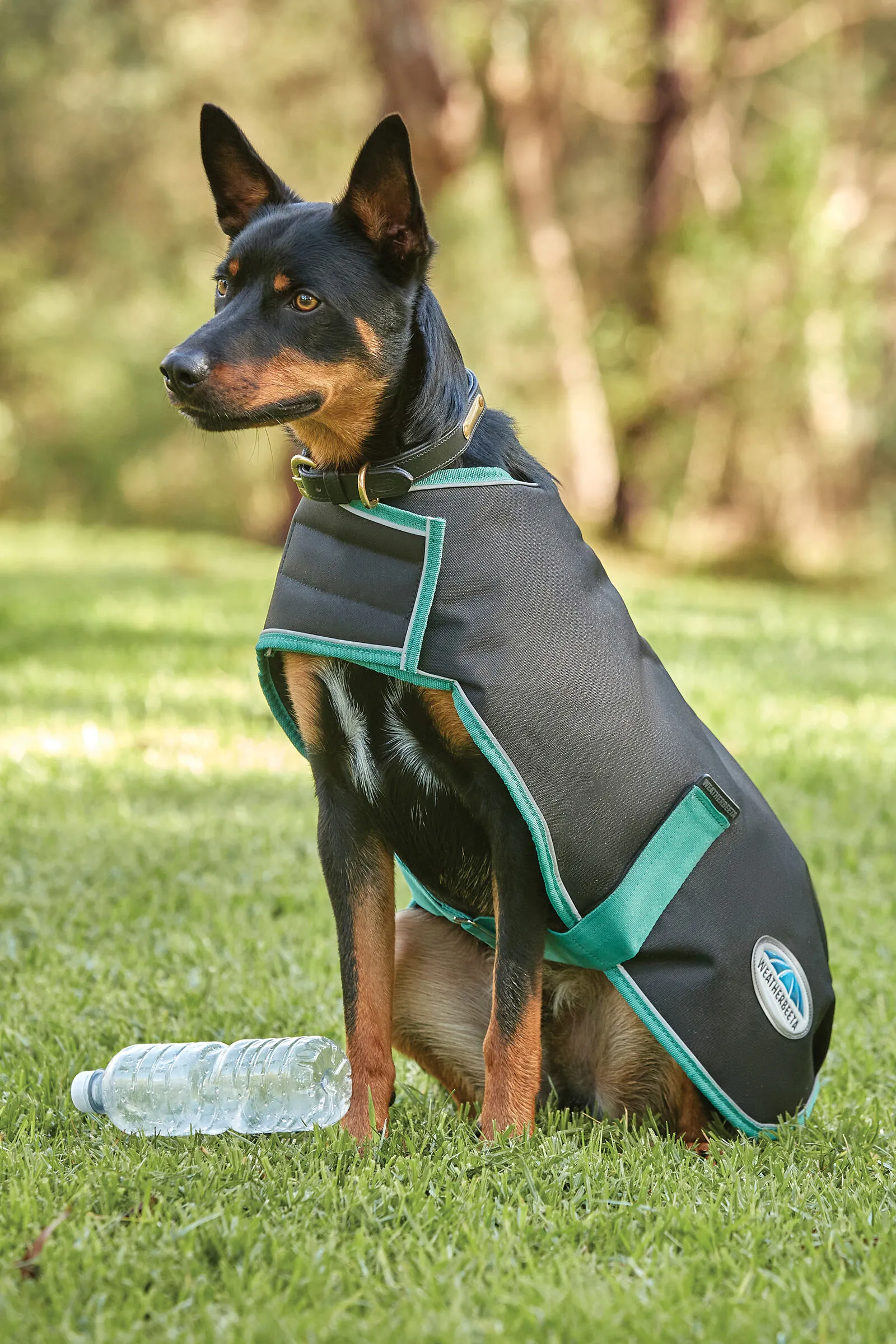Weatherbeeta Green-Tec Cappotto per cani 900D Medium, 220 gr