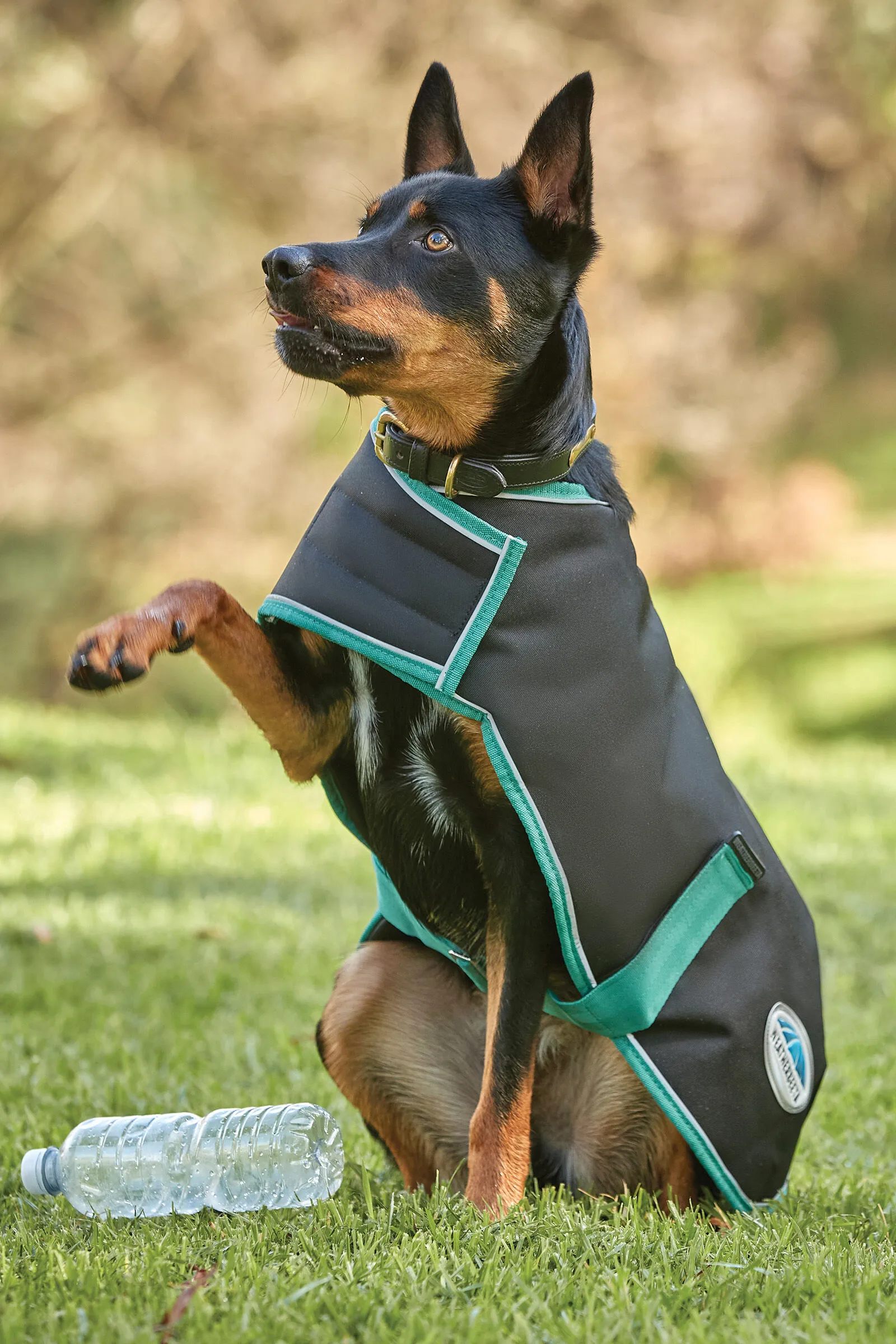 Weatherbeeta Green-Tec Cappotto per cani 900D Medium, 220 gr