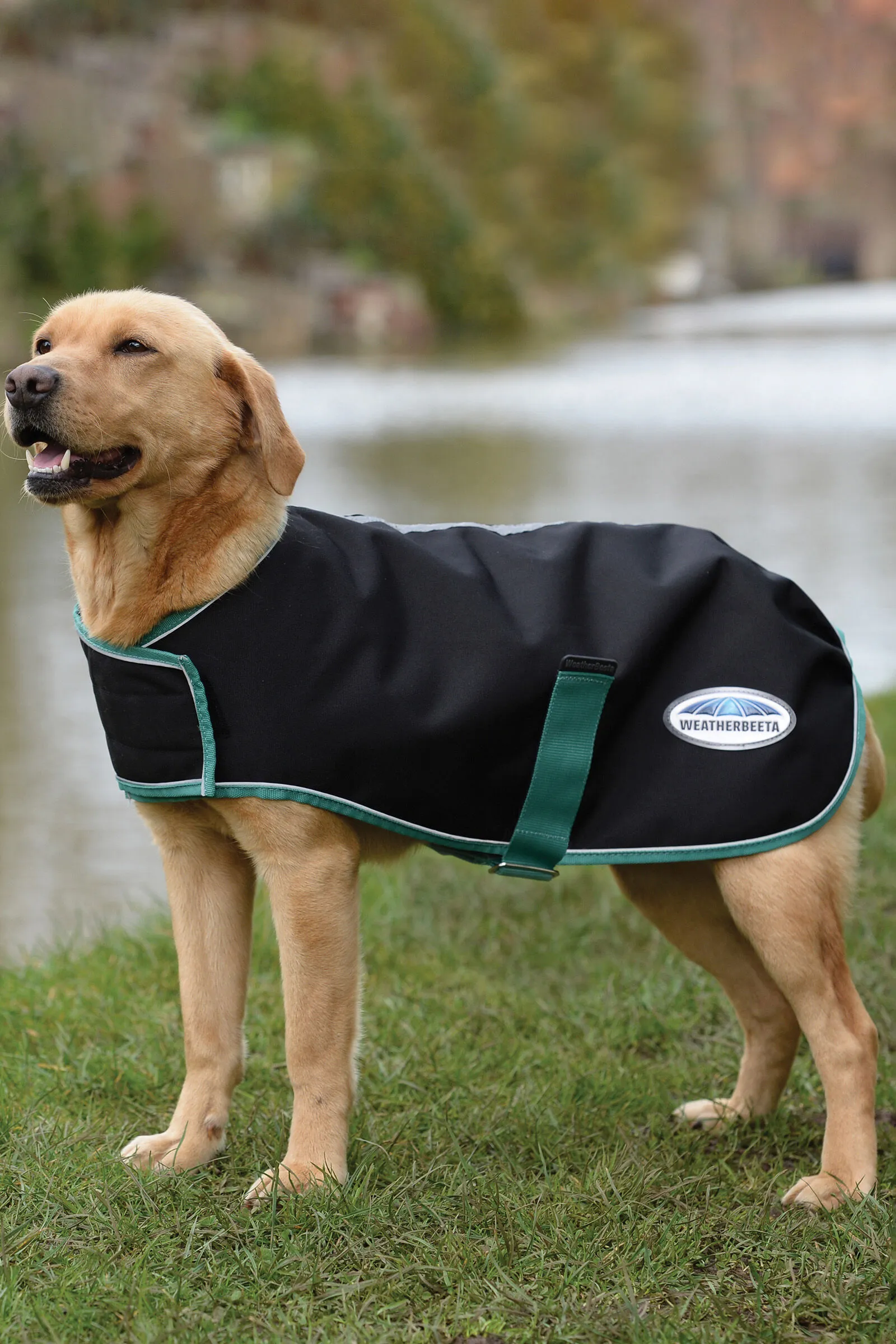 Weatherbeeta Green-Tec Cappotto per cani 900D Medium, 220 gr